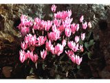 White and pink cyclamen are found in mountainous area.